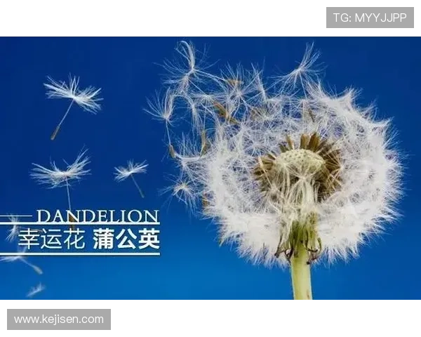 开运入口：打造属于你的幸运空间，开启成功的崭新时代